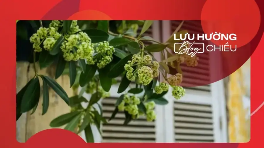 Hoa sữa Hà Nội - ký ức một thời yêu